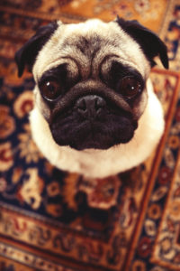 Big brown eyed pug sitting on a patterned carpet Big brown eyed pug sitting on a patterned carpet